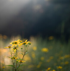 yellow flowers in the fog