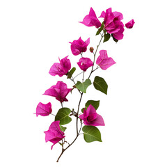 Vibrant Bougainvillea Plant with Magenta Flowers Isolated on Transparent Background