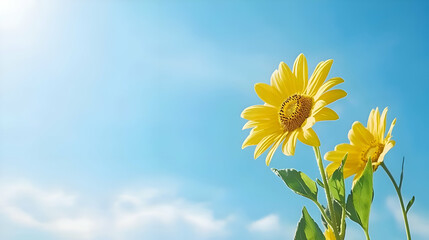 Fototapeta premium Vibrant Yellow Sunflowers Against a Bright Blue Sky