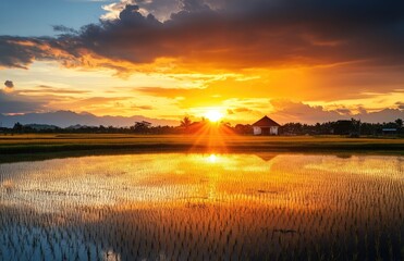Obraz premium Golden Sunset over Rice Paddy Fields
