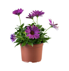 Purple sunflower blooming in a pot cut out isolated transparent background