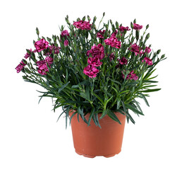 Red flowers, slender leaves in a pot cut out isolated transparent background