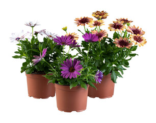 Purple, white, and yellow sunflowers blooming in pots cut out isolated transparent background