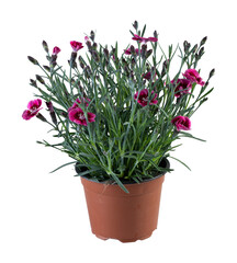 Pink flowers, slender leaves in a pot cut out isolated transparent background