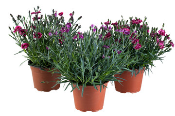 Purple 3 flowers with slender leaves in a pot cut out isolated transparent background