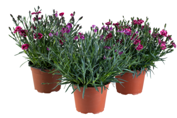 Purple 3 flowers with slender leaves in a pot cut out isolated transparent background