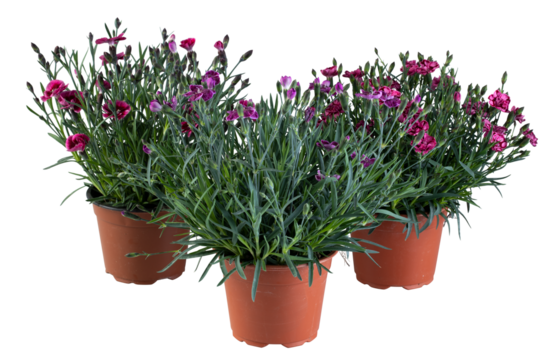 Purple 3 flowers with slender leaves in a pot cut out isolated transparent background - Powered by Adobe