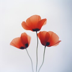 Obraz premium three red poppy Flowers on White