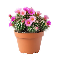 A Small Potted Cactus with Colorful Pink Flowers Isolated on Transparent Background