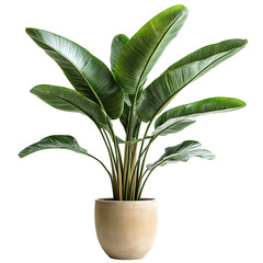 A Lush Potted Palm Plant with Large Arching Green Leaves Isolated on Transparent Background
