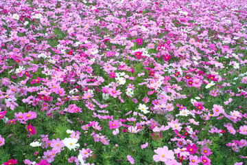 Colorful COSMOS flowers is blooming in the garden background