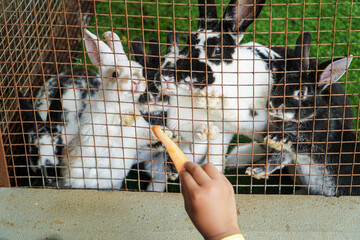 A child's hand offers a carrot to four adorable black and white rabbits within a wire cage. The...