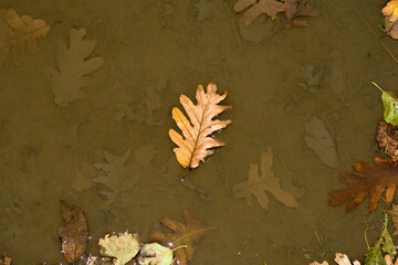 fallen oak leaf floating in puddle of water in autumn horizontal