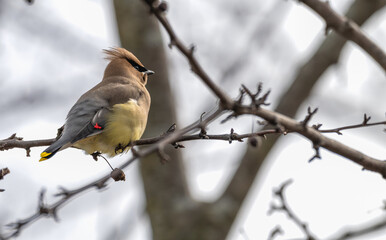 Cedar waxwing perched in a bare tree.