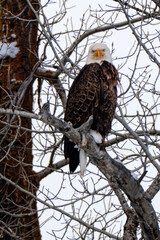 Bald eagle (Haliaeetus leucocephalus) perched in cottonwood tree; Grand Teton NP; Wyoming