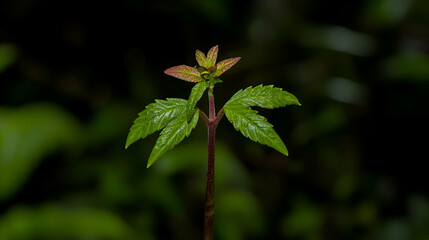 Closeup of a Young Plant with Dewy Green and Red Leaves Against Dark Background