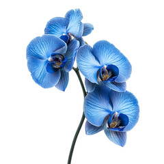Blue Orchid Flower Isolated on Transparent Background