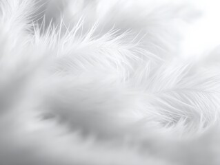 Obraz premium White Feathers background