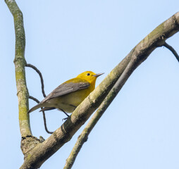 Male prothonotary Warbler in a tree with blue sky background in springtime in Ontario