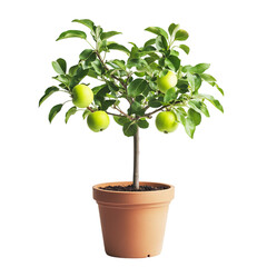 A Small Potted Apple Tree with Tiny Green Apples Isolated on Transparent Background