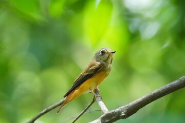 flycatcher bird in the garden