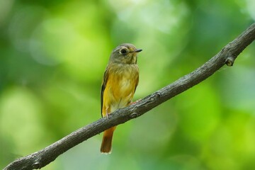 bird on a branch in nature green blur background
