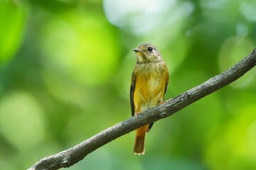 Red-brown bird on a branch