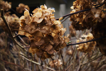 Dead hydrangeas