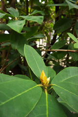 Rhododendron bud