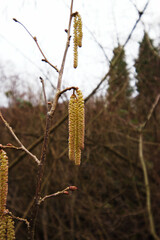 Hazel Alder