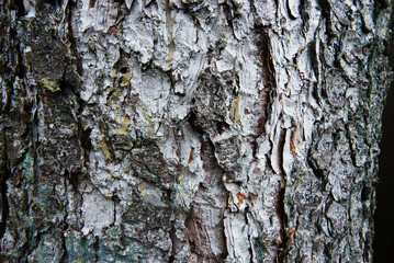 Western White Pine tree bark (Pinus Monticola)