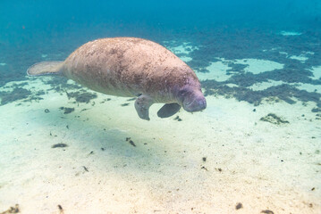 Manatee swimming in clear river over sand and seagrass