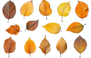 Obraz premium Collection of Autumn Leaves Displayed on White Background