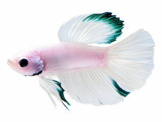 Pink and Teal Halfmoon Betta Fish Illustration