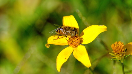 Hoverfly on a yellow wildflower in a field in Cotacachi, Ecuador