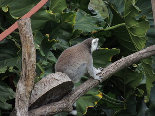 lemur on tree