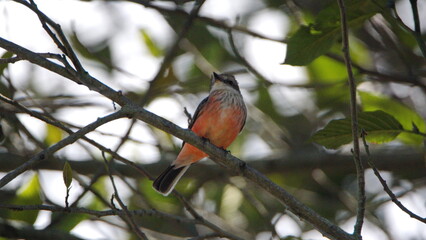 Female vermilion flycatcher (Pyrocephalus rubinus) perched in a tree in Cotacachi, Ecuador