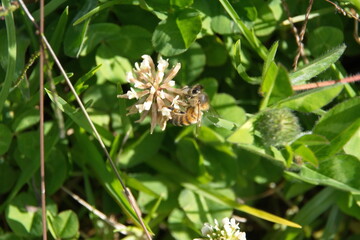 Honey bee on a white clover flower in a field in Cotacachi, Ecuador