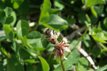 Fototapeta premium Honey bee on a white clover flower in a field in Cotacachi, Ecuador