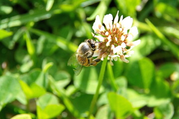 Honey bee on a white clover flower in a field in Cotacachi, Ecuador