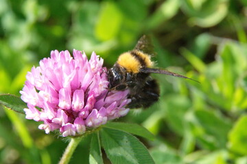 Bumblebee on a pink clover flower in Cotacachi, Ecuador