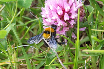 Bumblebee on a pink clover flower in Cotacachi, Ecuador