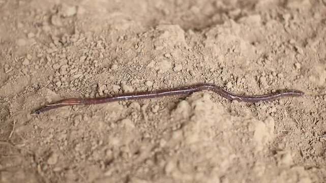 Earthworms walk in dry, dusty soil