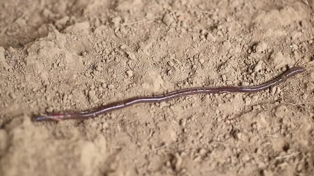 Earthworms walk in dry, dusty soil