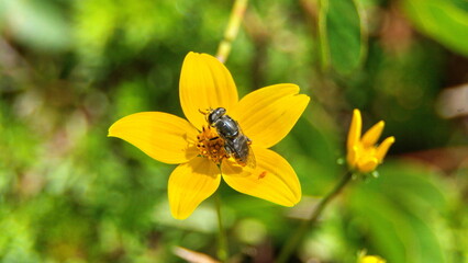 Hoverfly on a yellow wildflower in a field in Cotacachi, Ecuador