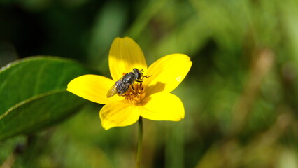 Hoverfly on a yellow wildflower in a field in Cotacachi, Ecuador