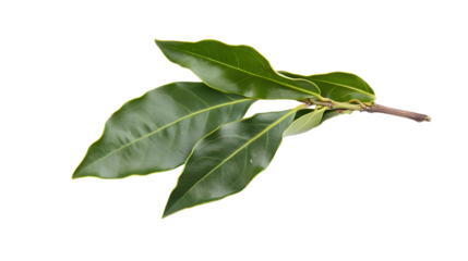 Aromatic bay leaves with visible veins perfect for culinary and healthy concept
