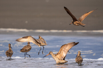 Marbled Godwit (Limosa fedoa) flying along Washington Coast during Spring migration.
