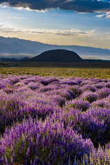 vertical image of Lupine wildflowers in fading sunset light. © Ross Stone