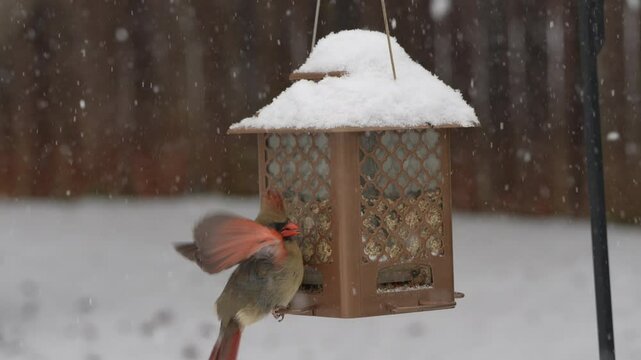 Male & female cardinals at bird feeder in the snow - Slow Motion
